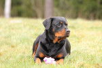 Un Rottweiler allongé dans l'herbe