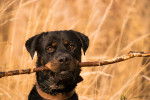 Photo Rottweiler