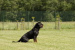 Photo Rottweiler