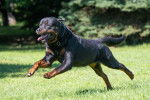 Un Rottweiler court dans un jardin