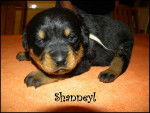 Shanneyl - Rottweiler Femelle (1 mois)