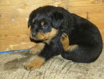 Shanneyl - Rottweiler Femelle