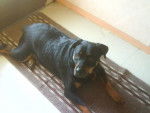 Roxane - Rottweiler Femelle (5 mois)