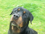 Roots - Rottweiler Mâle (9 mois)