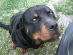 vince - Rottweiler Femelle (2 ans)
