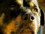 Molly - Rottweiler Femelle (8 ans)