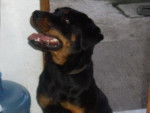 Cerberus - Rottweiler Mâle (1 an)
