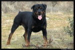 Rocky - Rottweiler Mâle (2 ans)