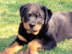 Roxy - Rottweiler Femelle (8 mois)