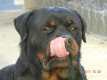 Excel - Rottweiler Mâle (2 ans)
