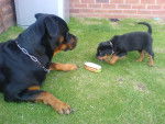 Ella stealing Spikes hotdog x - Rottweiler