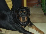 laila - Rottweiler Femelle (6 ans)