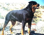 Ryder - Rottweiler Mâle (3 ans)