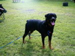 Prince - Rottweiler Mâle (3 ans)