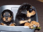 lily & noah - Rottweiler (1 mois)