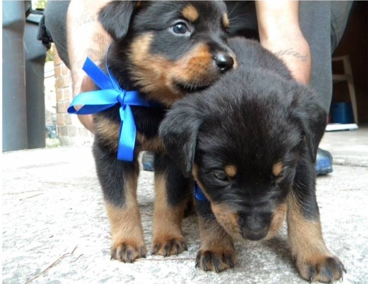 sheba - Rottweiler Femelle (1 mois)