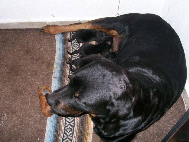 cachorros - Rottweiler