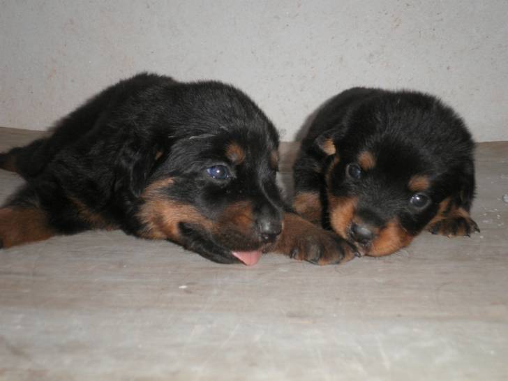 cachorros - Rottweiler