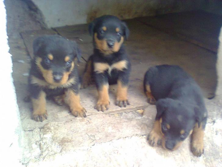 cachorros - Rottweiler