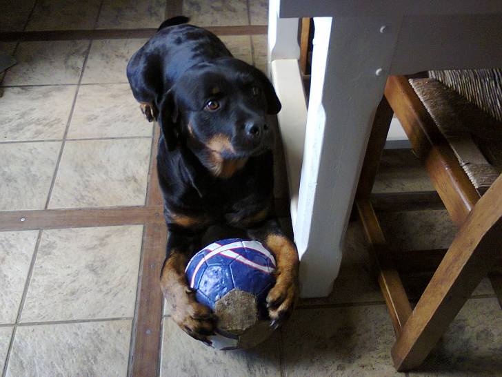 Diaz - Rottweiler Femelle (3 ans)