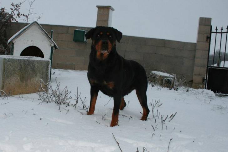 Tess - Rottweiler Femelle (8 ans)