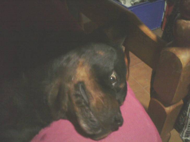 Goliat - Rottweiler Mâle (8 ans)