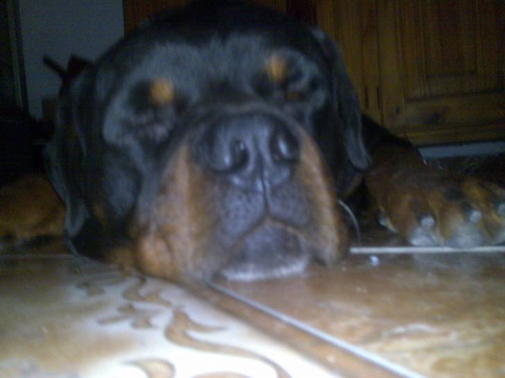 Goliat !!!! - Rottweiler Mâle (8 ans)