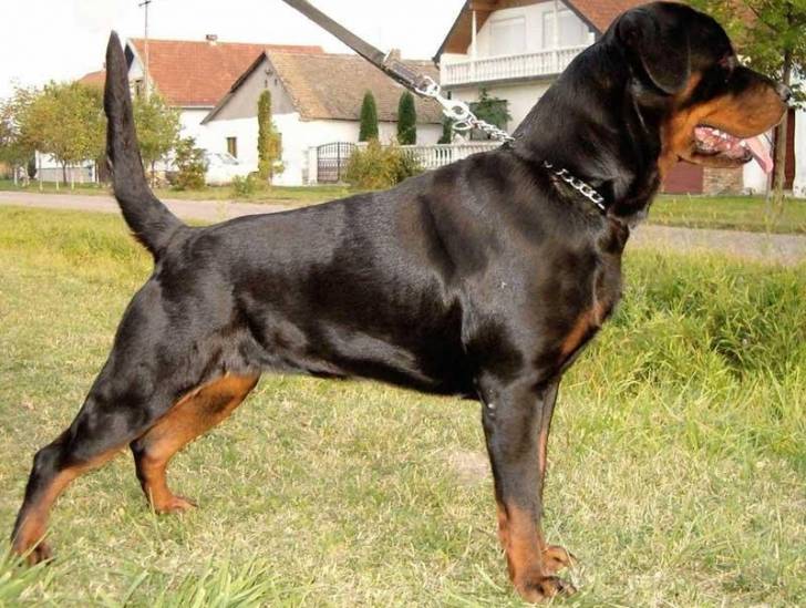 meizy - Rottweiler Femelle (11 mois)