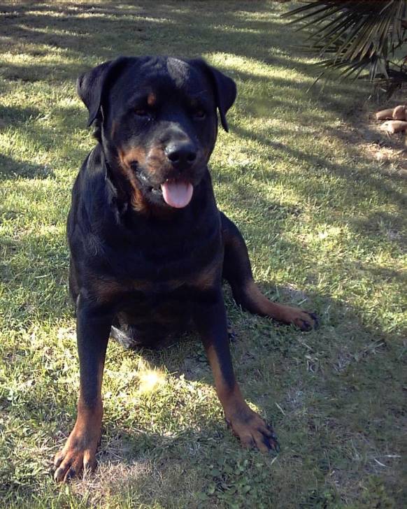 Toska - Rottweiler Femelle (8 ans)