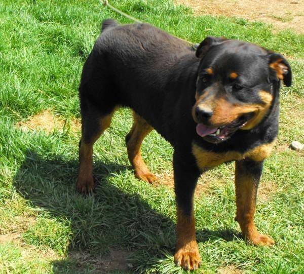 Titan - Rottweiler Mâle (1 an)