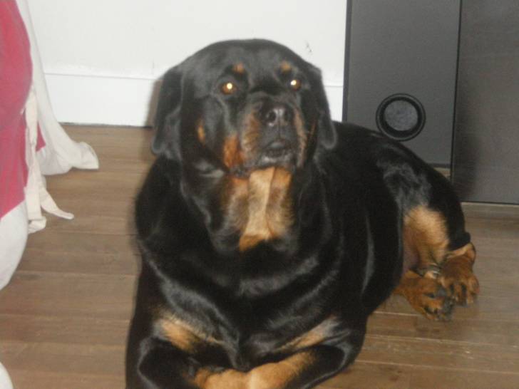 Nala - Rottweiler Femelle (8 ans)