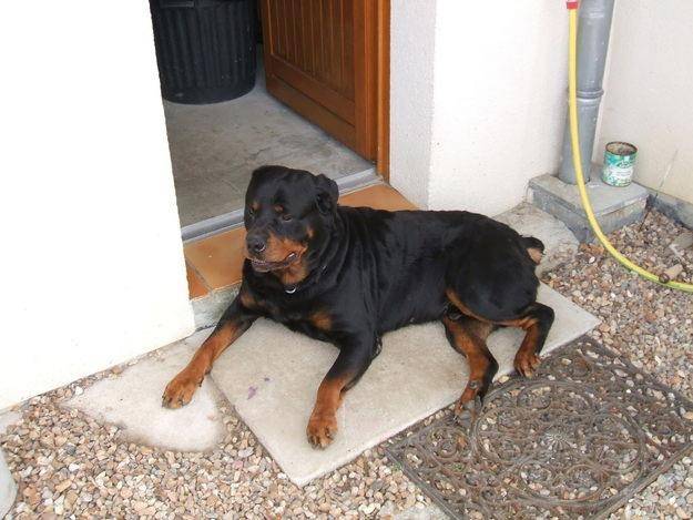Démon - Rottweiler Mâle (5 ans)