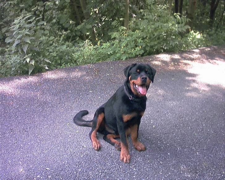 Ares - Rottweiler Mâle (9 mois)