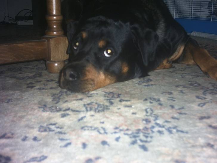 camélia - Rottweiler Femelle (3 ans)