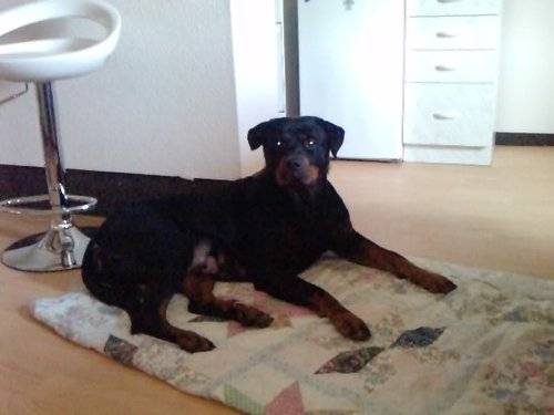 Khalypse - Rottweiler Femelle (2 ans)