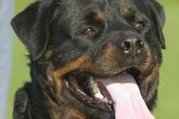 Rottweiler - Rottweiler