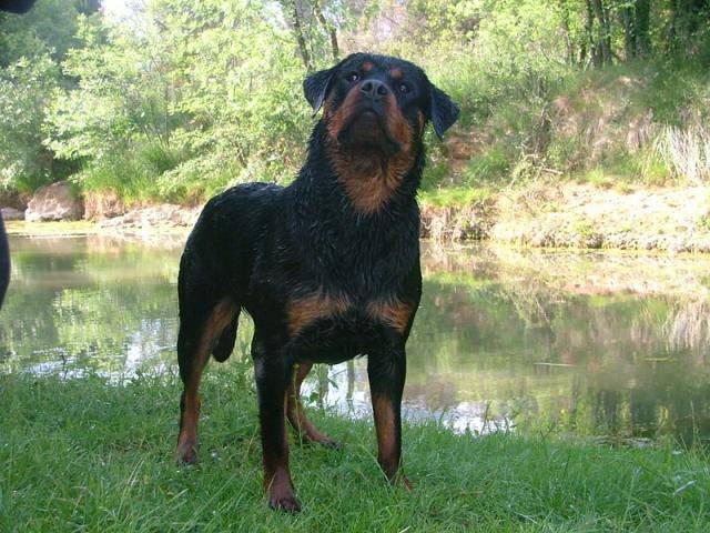 rottweiler Athémis vom engel der nacht - Rottweiler