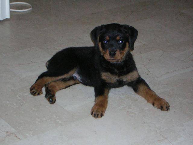 rottweiler \