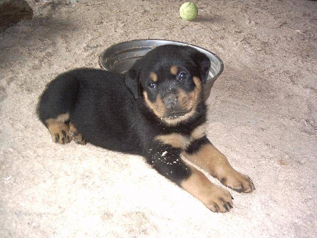 rottweiler Ark'Han - Rottweiler