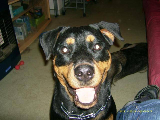 Rottweiler Briska - Rottweiler