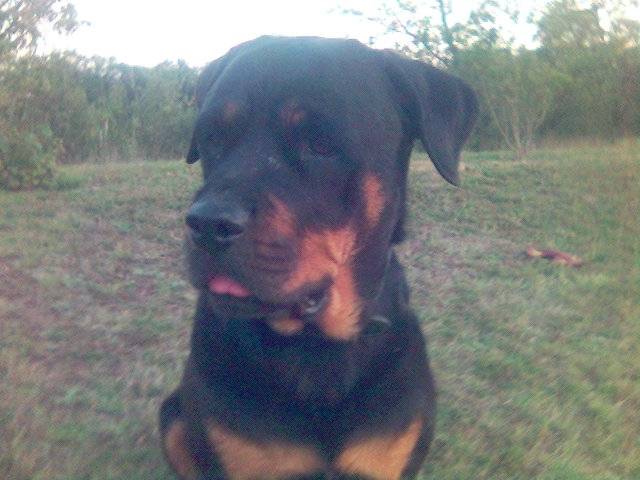 ROTTWEILER SULTANE - Rottweiler