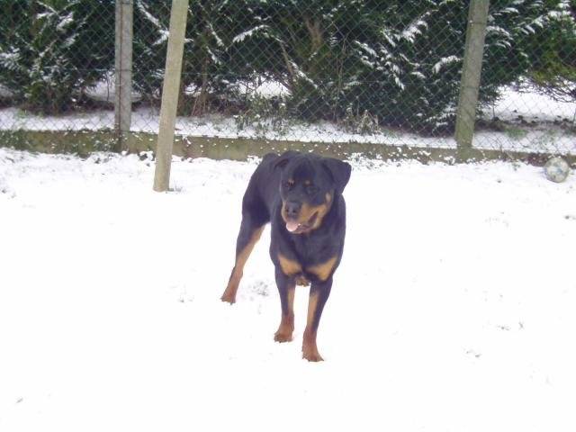 Kéops rottweiler de 11 mois - Rottweiler (11 mois)