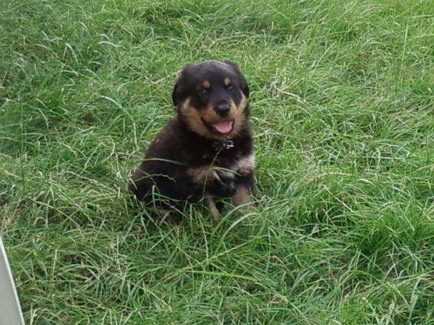 Rottweiler lotuss - Rottweiler