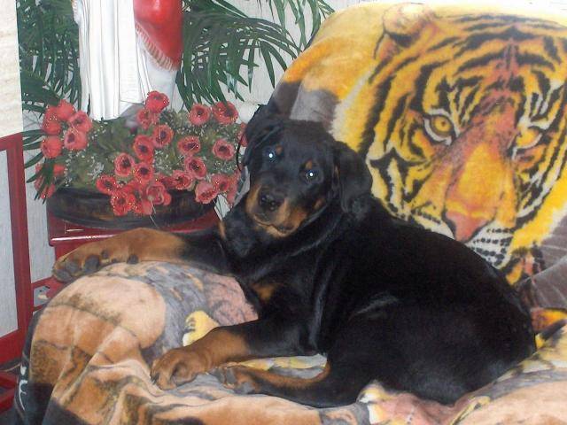 rottweiler . nyka - Rottweiler