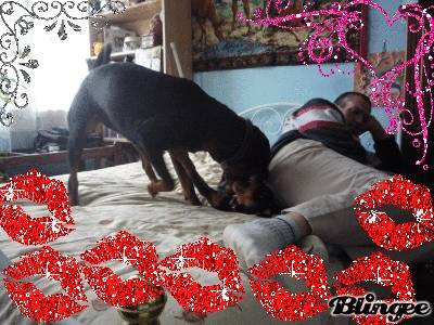 darling - Rottweiler Femelle (2 ans)