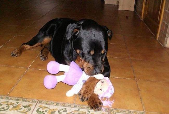 Margo à 10 mois - Rottweiler (10 mois)