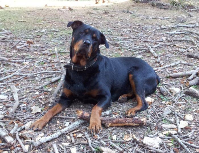 Margo - Rottweiler