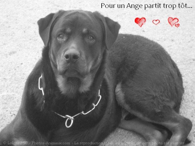 Apache - Rottweiler Mâle (5 ans)