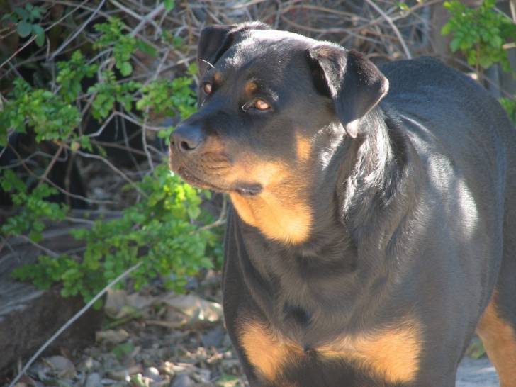 Photo Rottweiler