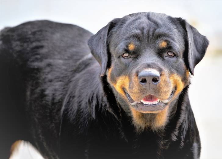 Photo Rottweiler